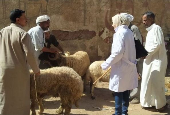 بيطري الشرقية يُجري الترصد الوبائي لـ 10 آلاف و 885 منزل في 990 قرية
