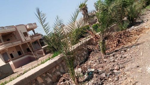 زراعة 9745 شجرة مثمرة بمختلف مراكز ومدن الشرقية