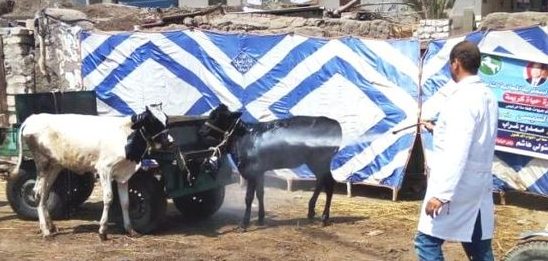 بيطري الشرقية بالإشتراك مع معهد بحوث صحة الحيوان : يُنظمان قافلة طبية بيطرية بقرية العراقي بمركز أبو حماد
