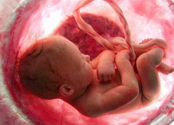 زكاة الفطر…..هل توجب  على الجنين؟