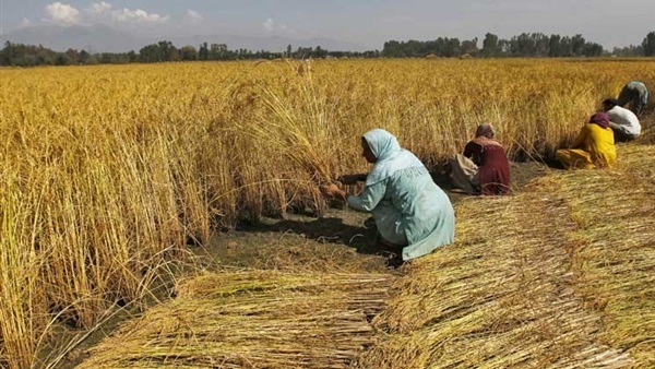 «زراعة الشرقية»: حصاد 204 ألاف و225 فدان أرز منذ بدء الموسم
