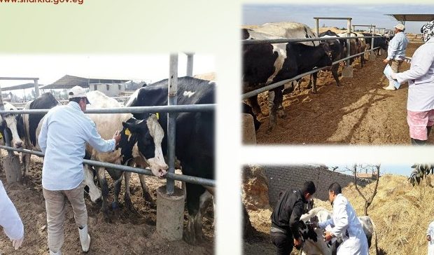 بيطري الشرقية يفحص (٢٥١١) رأس ماشية ضد البروسيلا و (٢٢٤٧) ضد السل البقرى
