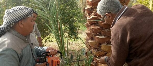 معهد بحوث وقاية النباتات :تنفيذ عدة برامج تدريبية ومدارس حقلية إرشادية لمكافحة سوسة النخيل الحمراء.