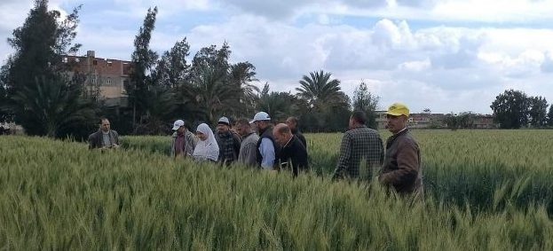 زراعة الشرقية بالتعاون مع مركز البحوث تُنفذ يوم حقلي عن القمح بقرية الرباعي بكفر صقر