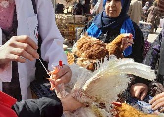 بيطري الشرقية يُحصن (٢٥٠ ألف و ٤٤٠) طائر ضد مرض أنفلونزا الطيور والأمراض الوبائية