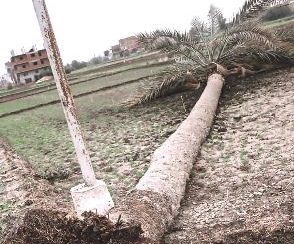 محافظ الشرقية يتابع أعمال اصلاح و صيانة أسلاك وأعمدةالكهرباء بمركز بلبيس