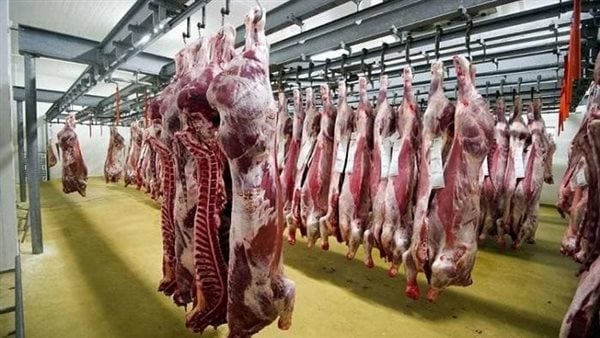 نقيب الفلاحين: لدينا عجز في اللحوم الحمراء يصل إلى 40%