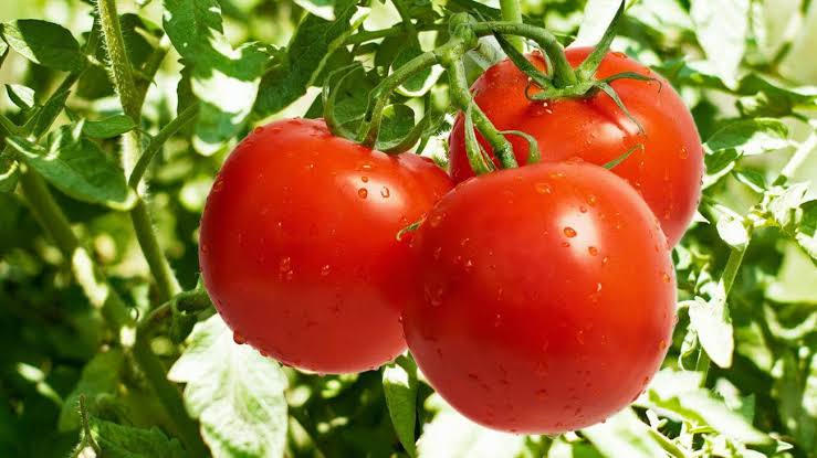 حقيقة ارتفاع أسعار الطماطم الفترة المقبلة