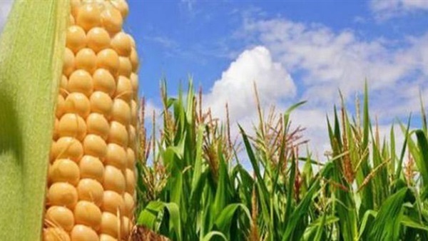 نقيب الفلاحين يطالب بالتوسع في زراعة الذرة