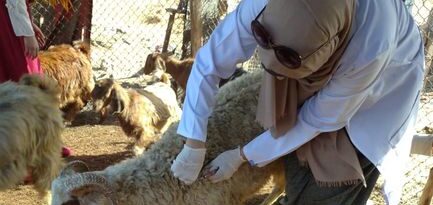 بيطري الشرقية تحصين (٦٤٢ ألف و ٣٢) رأس ضد مرض الحمى القلاعية و الوادي المتصدع