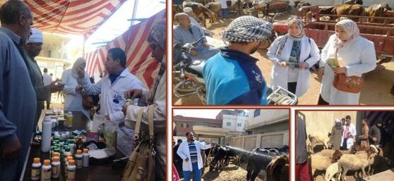 بيطري الشرقية … تنظيم قافلة طبية بيطرية مجانية بمدينة منشأة أبو عمر