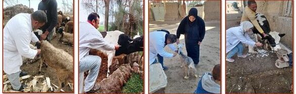 بيطري الشرقية تحصين (٨٨ ألف و٤٠ ) رأس ماشية ضد مرضي الجلد العقدى وجدري الأغنام