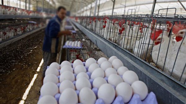 متحدث الزراعة: انفراجة في أسعار البيض والدواجن بحلول شهر رمضان