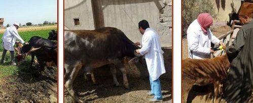 بيطري الشرقية يُحصن (١٨٨ ألف و٦٩٢) رأس ضد الحمى القلاعية و حمى الوادي المتصدع