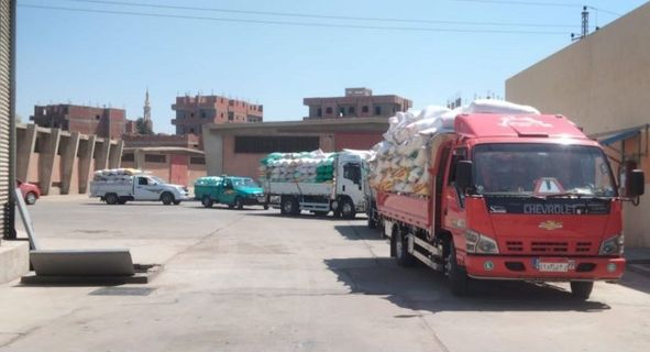 المواقع التخزينية بالشرقية تستقبل ٥٧٥٢٥٥ طن و ١١٣ كيلو من الذهب الأصفر