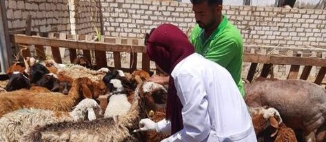 بيطري الشرقية تحصين (٦٩٠ ألف و ٥٢٤ ) رأس ضد مرض الحمى القلاعية و الوادي المتصدع