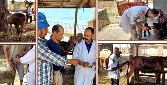 بيطري الشرقية بالإشتراك مع جامعة الزقازيق يُنظم قافلة طبية بقرية سنجها مركز كفر صقر