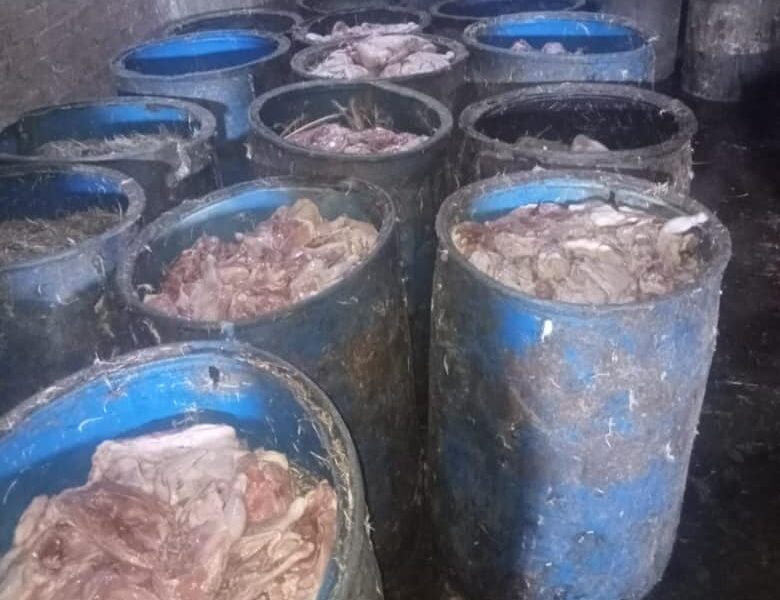 صحة الشرقية: ضبط وإعدام أكثر من ١٧ طن لحوم ودجاج مجمد ببلبيس