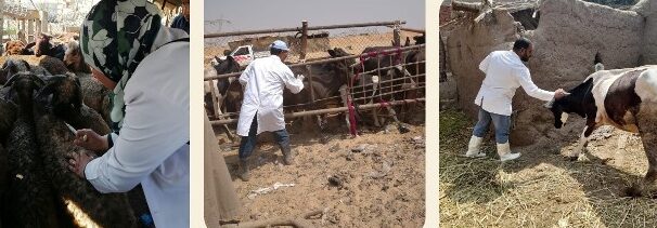 بيطري الشرقية: تحصين (٢١٩ ألف و٧٧٤) رأس ضد مرض الحمى القلاعية الوادي المتصدع