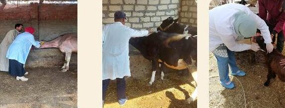 بيطري الشرقية تحصين (٤٥٢ ألف و٤٦٩) رأسضد مرض الحمى القلاعية  الوادي المتصدع