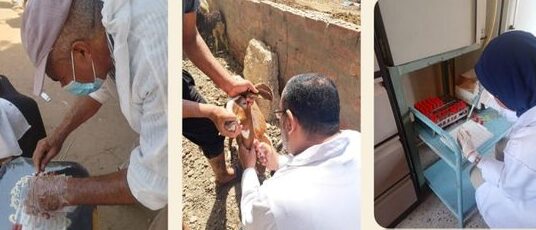 بيطري الشرقية: فحص (٢٢٤٦) رأس ماشية ضد البروسيلا و ( ١٩١٧) رأس ماشية ضد السُل البقرى
