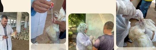 بيطري الشرقية يُحصن (٤٨١ ألف و١٤٠) طائر ضد مرض أنفلونزا الطيور والأمراض الوبائية