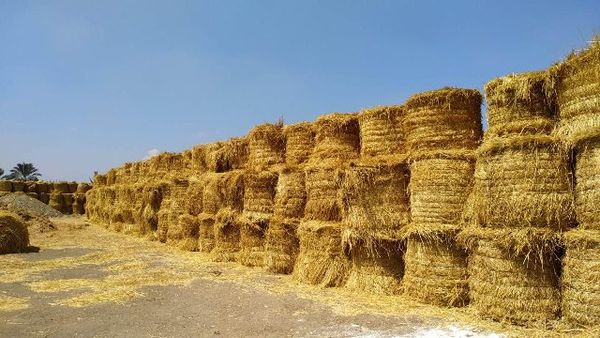 جهاز شؤون البيئة بمحافظة الشرقية يحرر 524 محضر حرق قش أرز
