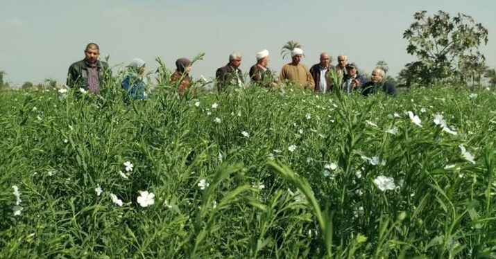 تُنفذ يوم حقلي لمحصول الكتان بالإشتراك مع الإدارة المركزية للإرشاد الزراعي ومعهد بحوث الكتان