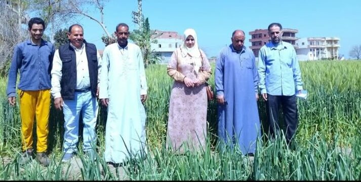زراعة الشرقية تنفذ ندوة إرشادية للنهوض بمحصول القمح بمركز أبو حماد