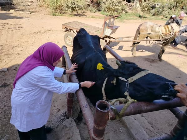 بيطري الشرقية: فحص (٢٢٨٢) رأس ماشية ضد البروسيلا و ( ١٩٤٣)رأس ماشية ضد السل البقرى