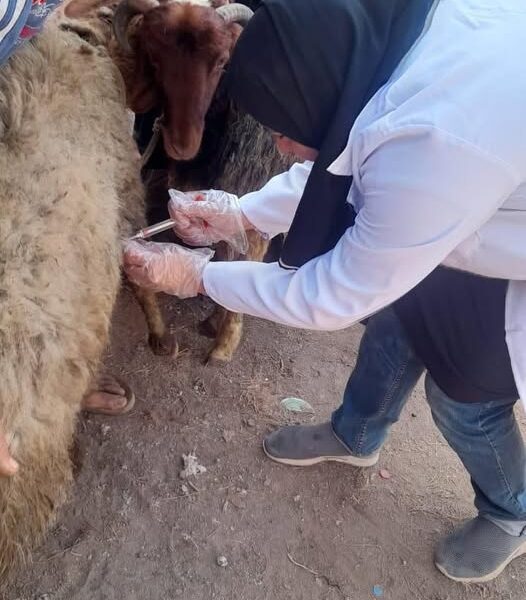 بيطري الشرقية يُجري المسح التناسلي الشامل لـ (٥٠٠٧) رأس والتلقيح الإصطناعي لـ (٢٢١٠) رأس