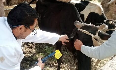 بيطرى الشرقية ينتهى من تحصين (٧٤٥ ألف و٩٦ ) رأس  ضد مرض الحمى القلاعية و  الوادي المتصدع
