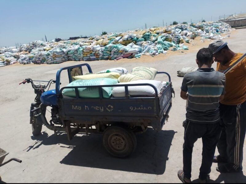 استمرار استقبال محصول القمح المحلي بصوامع وشون محافظة الشرقية