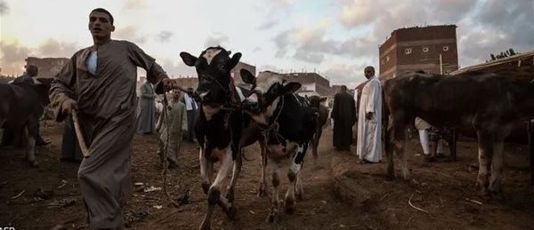 وزارة الزراعة تصدر 17 توصية للمزارعين والمربين لمواجهة التقلبات الجوية