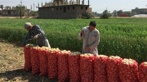 “الزراعة” تصدر نشرة بالتوصيات الفنية لمزارعي محصول البصل خلال شهر أكتوبر