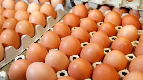 شعبة الدواجن: لدينا اكتفاء ذاتي من البيض ونصدره.. والكرتونة ستتراجع لـ160