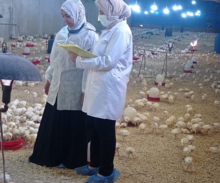 بيطري الشرقية يُحصن (٢٥٤ ألف و ٥١٥ ) طائر ضد مرض أنفلونزا الطيور و الأمراض الوبائية