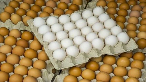 أسعار البيض اليوم الإثنين 28-3-2022
