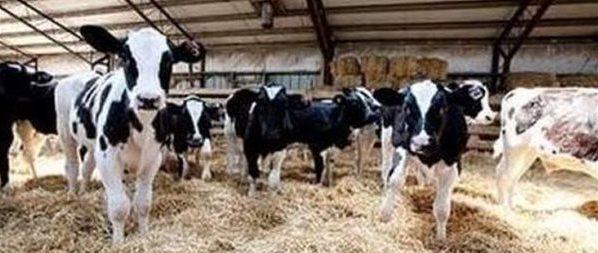 وزارةالزراعة: مشروع «إحياء البتلو» حقق الاكتفاء الذاتي بنسبة أكثر من 60%