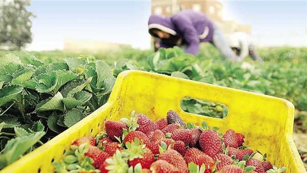 مصر تحقق قفزة في الصادرات الزراعية خلال 2023