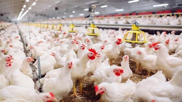 رئيس شعبة الدواجن يوضح السبب الحقيقي لشائعات نفوق 30% من الثروة الداجنة