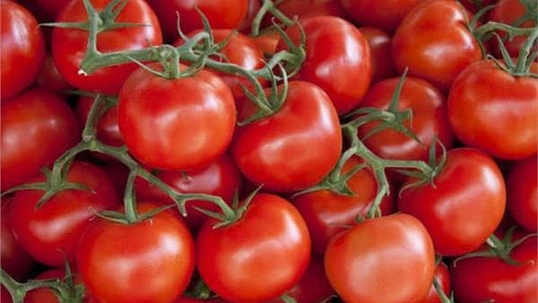 نقيب الفلاحين: الطماطم تخرج من المزارع بـ 15 جنيها.. وانخفاض الأسعار في هذا الموعد