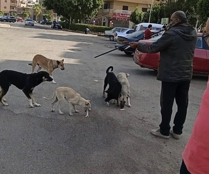 بيطري الشرقية: يٌحصين ما يقارب من (١٠٠ ) كلب حر بعدد من مراكز المحافظة