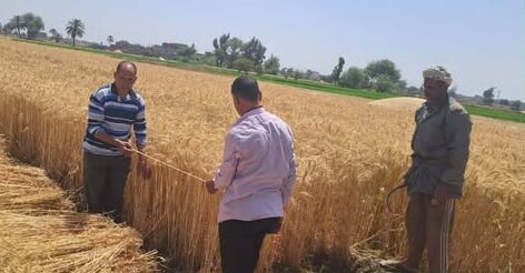 زراعة الشرقية: تواصل تكثيف أنشطتها لدعم المزارعين وحماية البيئة والثروة الزراعية