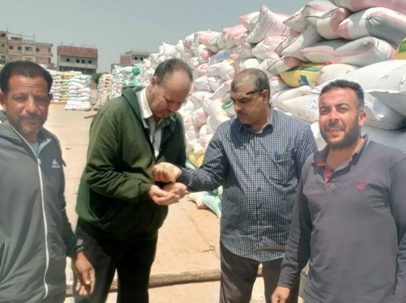 صوامع الشرقية تستقبل أكثر من 543 ألف طن قمح محلي