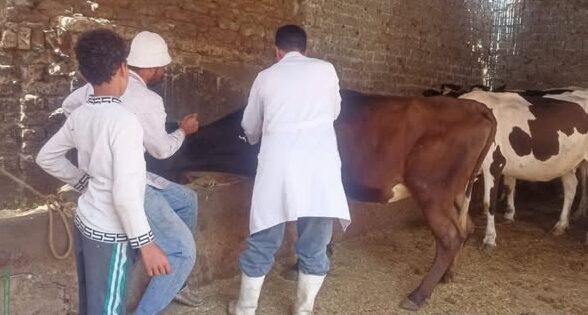بيطري الشرقية ينتهى من تحصين (٥٢٣ ألف و ٢١٦) رأس ماشية وترقيم وتسجيل (٥ آلاف و٧٩) رأس حيوان