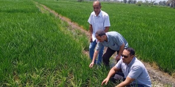 مديريةالزراعة بالشرقية تنظم يوماً حقلياً للنهوض بمحصول الأرز بمركزي أبو كبير وكفر صقر