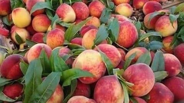 توصيات فنية لمزارعي الخوخ في شهر يونيو