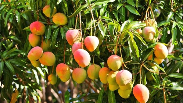 «الزراعة» تصدر نشرة بالتوصيات الفنية لمزارعي المانجو