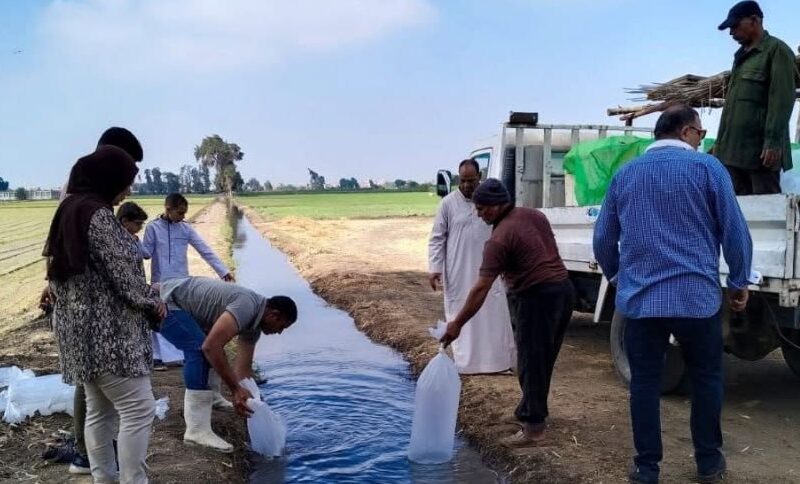 إطلاق (٦٠٠ ألف) زريعة أسماك ببحر أبو الأخضر بقريتي طاروط بمركز الزقازيق وميت بشار بمركز منيا القمح